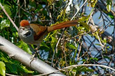 PIJUÍ FRENTE GRIS (Synallaxis frontalis) - Arapey- SALTO (Setiembre 2022)